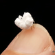 Imagen para el artículo titulado Un fotógrafo descubre un insecto con forma de palomita en la selva de Ecuador